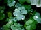 Natural background with Shamrock clover under dew drops. Shamrock symbol of luck