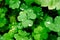 Natural background with Shamrock clover under dew drops. Shamrock symbol of luck