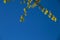 Natural background of shoots of a tree blooming in the middle of spring with views towards the blue sky