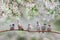 Natural background with small birds on a branch white cherry blossoms in the may garden