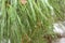 Natural background with soft focus. Waterdrops are hanging on the tips of green pine needles.