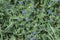 Natural background of spring flowers, blue myosotis in green grass, celective focus