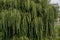 Natural background from summer gteen foliage of weepy willow tree in town Delchevo, Macedonia