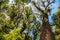 Natural background Swamp tree. The branches of the trees in the swamp. Thailand