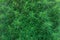 Natural background texture of green ornamental bushes bassia broom.