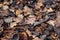 Natural background with the texture of old half decayed brown and gray leaves lie fallen and withered on the ground in the autumn