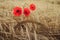 Natural background tool sickle lies on the field with Golden ears of ripe bread and red poppies