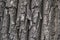 Natural background, tree bark texture, textured