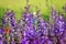 Natural background with two small bright  butterfly Blues sitting on purple flowers in summer Sunny day on a rural meadow