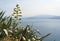 Natural background. View of Mediterranean Sea, greek island and agave plant