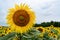 Natural background, wallpaper, postcard.Close-up of a flower of a sunflower on a background of a beautiful sky