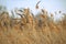 Natural background of yellow reeds against sky. selective focus