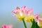 Natural bakground of spring blooming flowers. Field of bright pink and orange tulips against blue sky