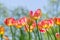 Natural bakground of spring blooming flowers. Field of bright pink and orange tulips against blue sky