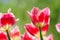 Natural bakground of spring blooming flowers. Field of bright pink tulips against blue background