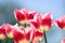 Natural bakground of spring blooming flowers. Field of bright pink  tulips against blue sky