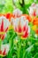 Natural bakground of spring blooming flowers. Field of orange and white tulips