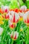 Natural bakground of spring blooming flowers. Field of orange and white tulips