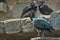 Natural bald ibis standing on a rock.