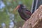 Natural bald ibis standing on a rock.