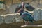 Natural bald ibis standing on a rock.