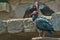 Natural bald ibis standing on a rock.