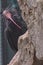 Natural bald ibis standing on a rock. The forest ibis, or mountain ibis, is one of two non-extinct species of bald ibis.