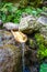 Natural bamboo fountain in Santo Antao, Cape Verde