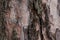 Natural bark background or texture. Pine tree. Abstract pattern