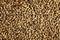 Natural barley grains background, closeup