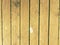 Natural barn wood floor with green moss or lichen cover. Hard wood planks or boards