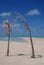 Natural Beach Wedding Palm Trees