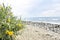 Natural beach with yellow flowers, Estepona, Andalusia, Spain