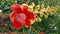 Natural beautiful close-up shot of Flower of cannonball tree co