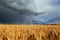 Natural beautiful landscape with blue stormy sky with clouds and bright rainbow over field of Golden ripe ears of wheat