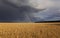 Natural beautiful landscape with blue stormy sky with clouds and bright rainbow over field of Golden ripe ears of wheat