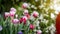 Natural beautiful pink tulips blurred