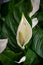 natural beautiful white spathe flower in garden