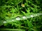 Natural Beauty: Close-up of Fresh Green Blade with Dewdrop on Leaf