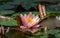 Natural beauty of delicate bud pink water lilies or lotus flowers Marliacea Rosea opened early in morning in garden pond