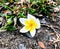 Natural beauty Hibiscus flowers that pass away on the ground