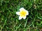 Natural beauty Hibiscus flowers that pass away on the ground