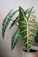 Natural beauty of indoor plants named `Alocasia Amazonica`