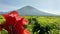 the natural beauty of Jambi& x27;s Mount Kerinci in Indonesia with its tea gardens and flowers