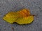 Natural beauty Lonely leaves in the middle of the ground