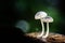 Natural Beauty - Mushroom