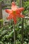 Natural beauty of orange color flower