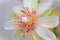 Natural beauty of Pereskia aculeata flower