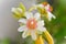 The natural beauty of Pereskia aculeata flower in the backyard