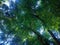 Natural Beauty Plant Leaves View Of The Shade Tree In The Warmth Sunshine In The Morning